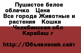 Пушистое белое облачко › Цена ­ 25 000 - Все города Животные и растения » Кошки   . Челябинская обл.,Карабаш г.